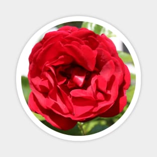 Red Rose Photo Magnet